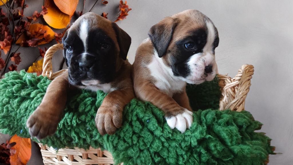 chiot Boxer Des Terres A Lann Groez Ru