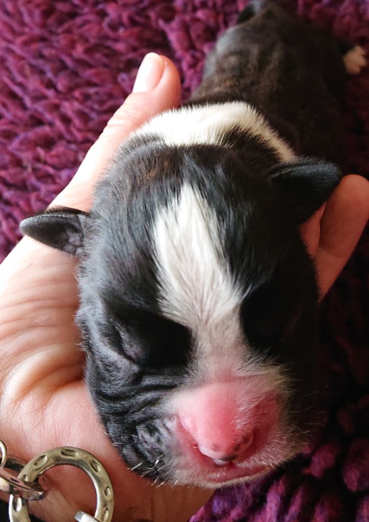 Des Terres A Lann Groez Ru - Chiots disponibles - Boxer