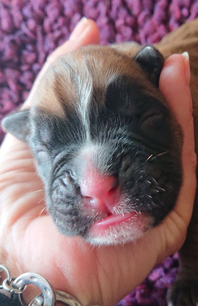 Des Terres A Lann Groez Ru - Chiots disponibles - Boxer