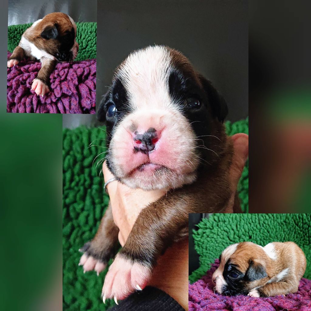 Des Terres A Lann Groez Ru - Chiots disponibles - Boxer