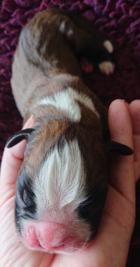 Des Terres A Lann Groez Ru - Chiots disponibles - Boxer