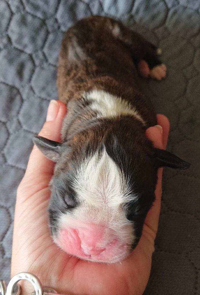 Des Terres A Lann Groez Ru - Chiots disponibles - Boxer