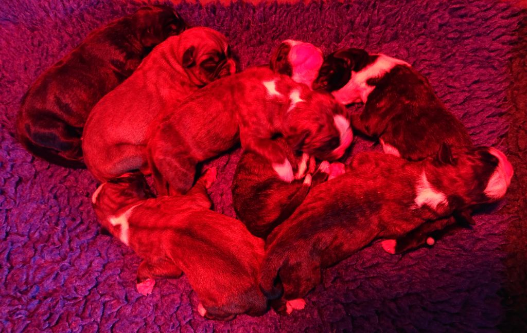 Chiot Boxer Des Terres A Lann Groez Ru
