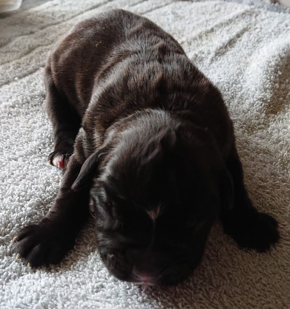 Des Terres A Lann Groez Ru - Chiots disponibles - Boxer