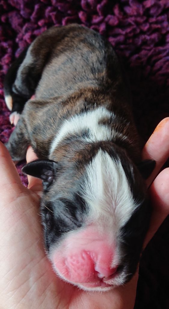 Des Terres A Lann Groez Ru - Chiots disponibles - Boxer